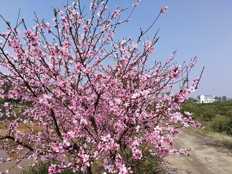 1584501881664700.jpg 微信圖片_20200318112000_副本.jpg