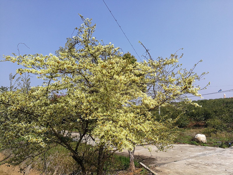 1584501896285977.jpg 微信圖片_20200318112037_副本.jpg