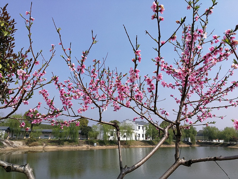1584501906729368.jpg 微信圖片_20200318112101_副本.jpg